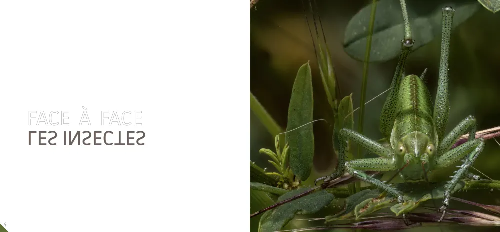 Mon regard Macro - Photos et Réflexions