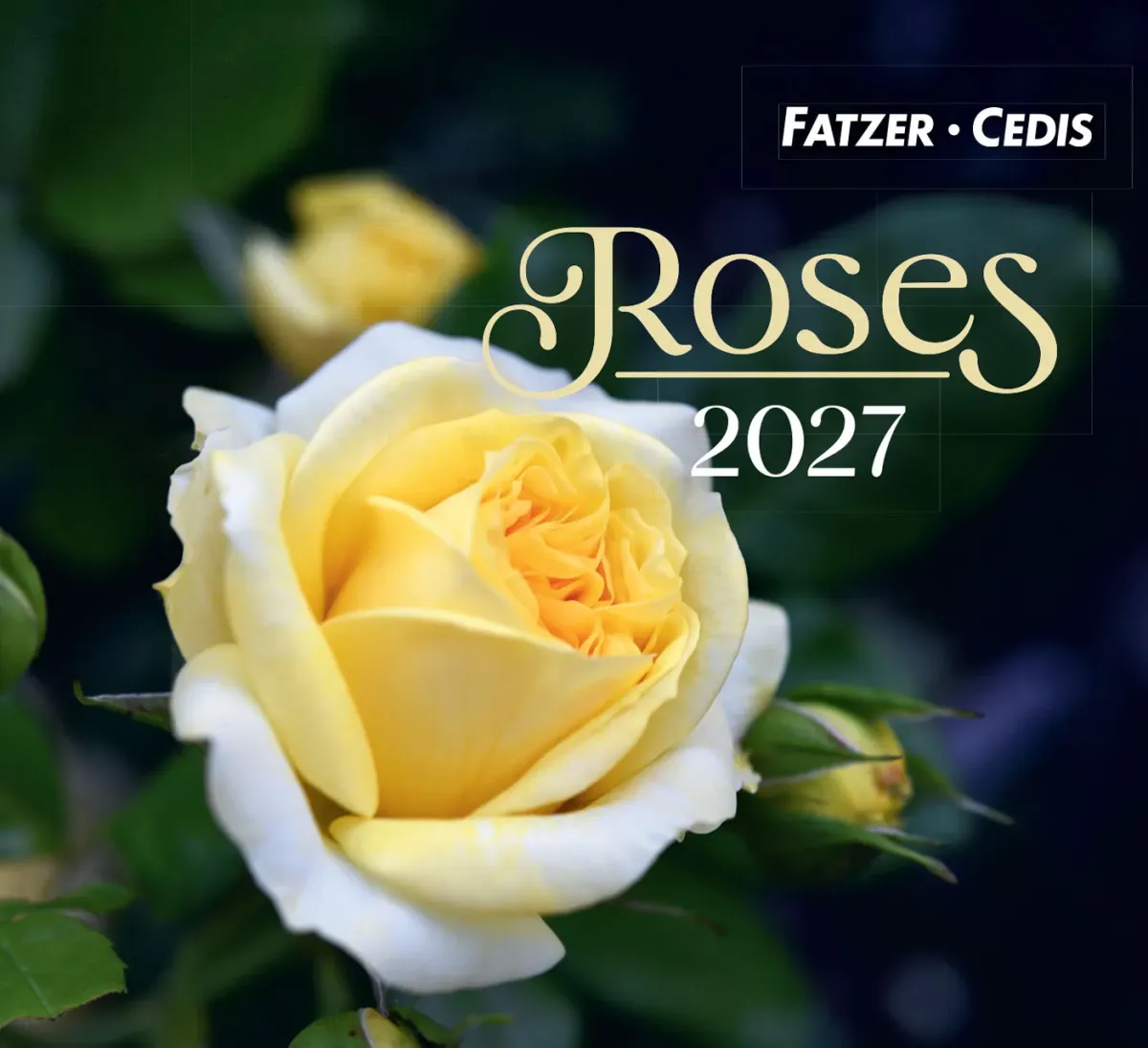 Roses - Petit calendrier avec 12 magnifiques photos de roses