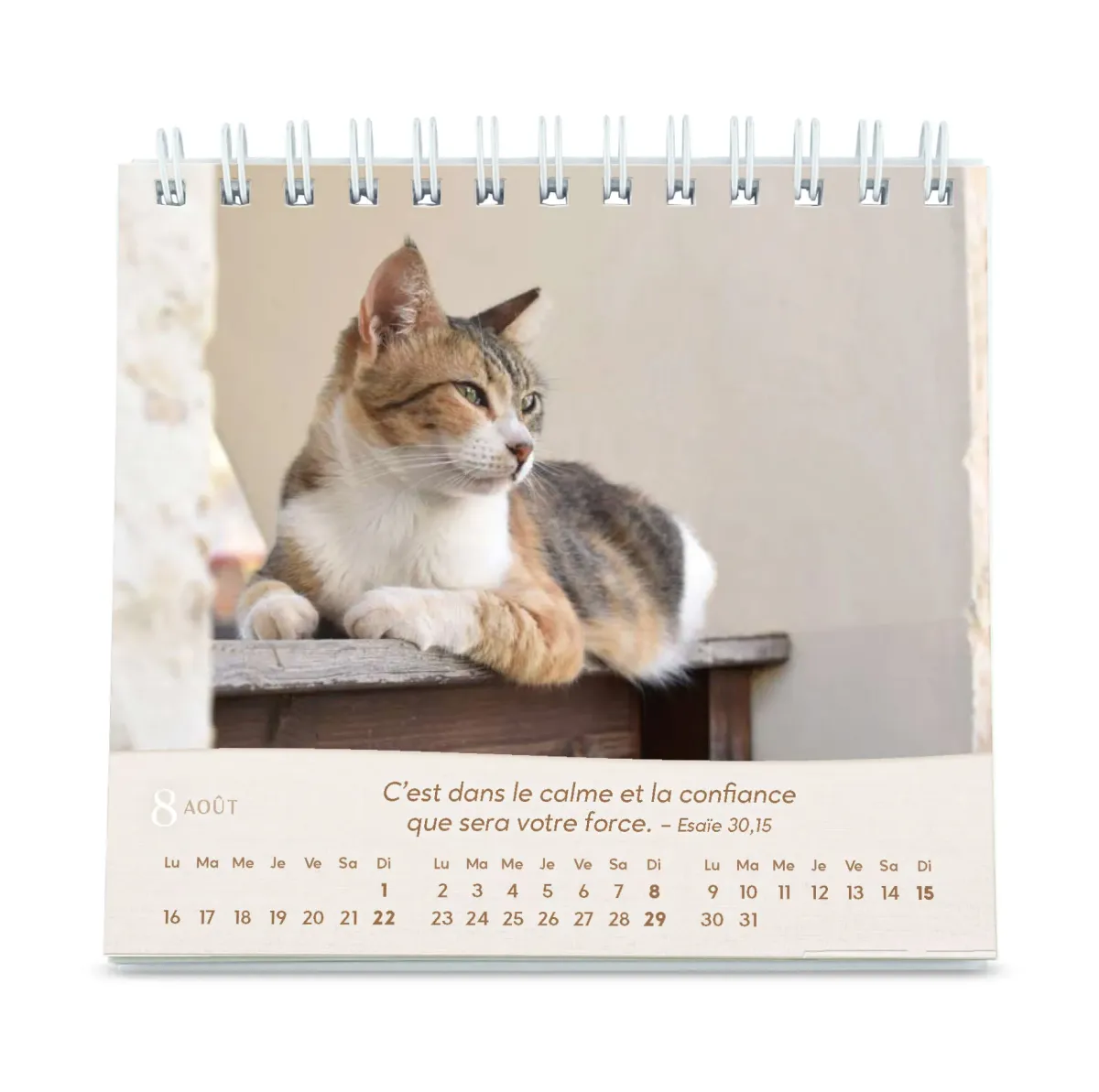 Chats (Les) - Petit calendrier avec 12 belles photos de chats