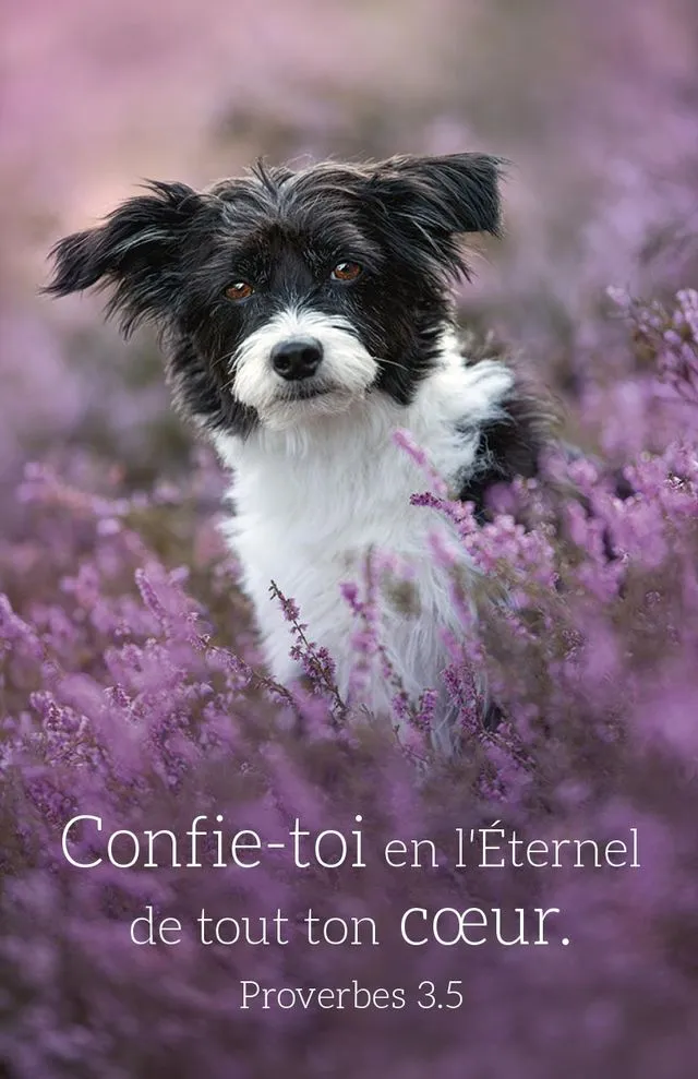 Calendrier format carte de crédit - Motif Chien (Proverbes 3.5)
