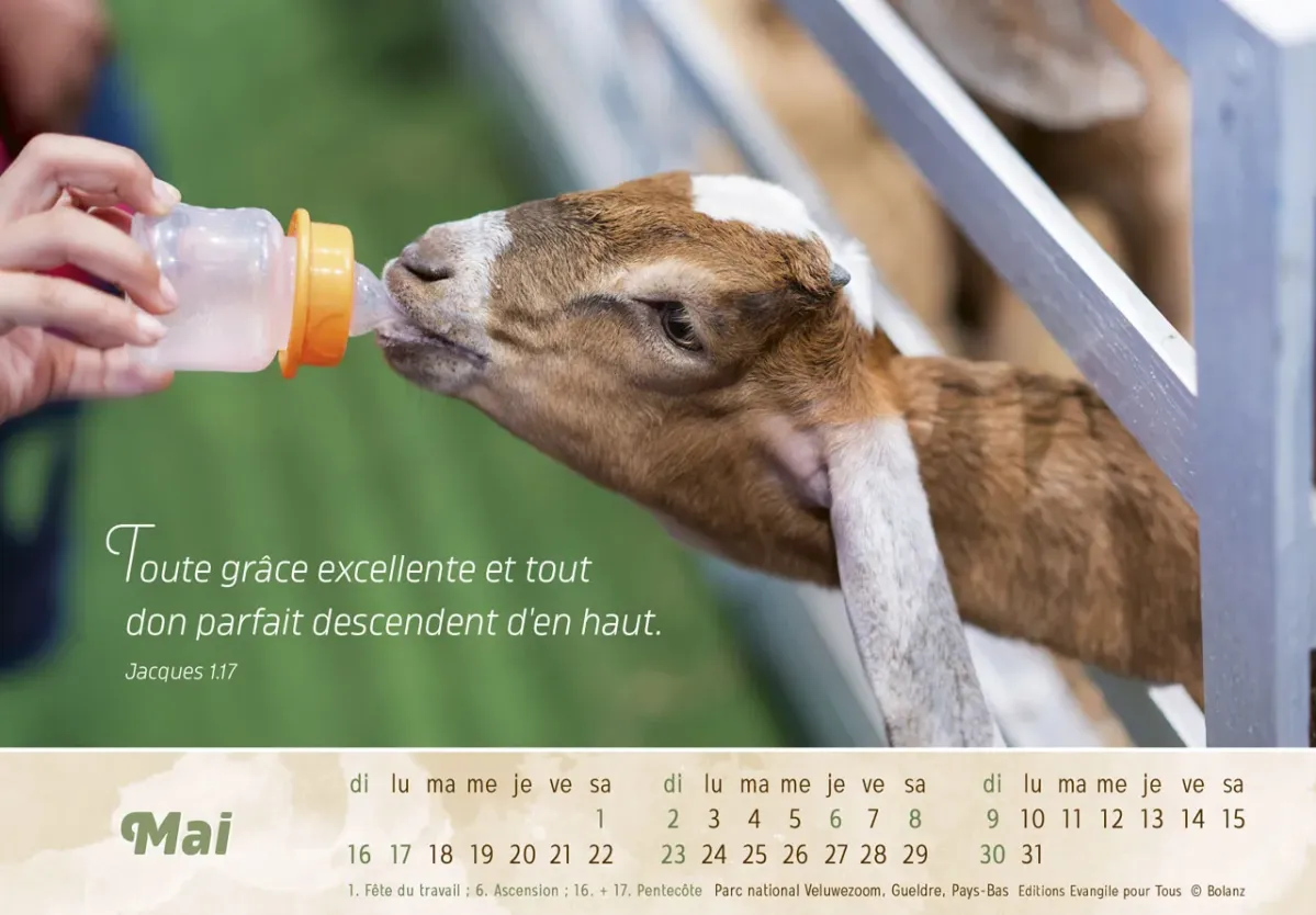 Bon berger  (Le) - Avec calendrier au dos pour tout noter - Calendrier cartes postales, horizontal
